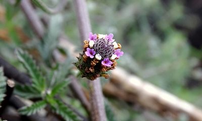 Lippia stoechadifolia, photographed by Alexis López Hernández