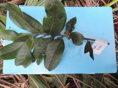 Ilex nervosa, photographed by Nicolás Baresch Uribe