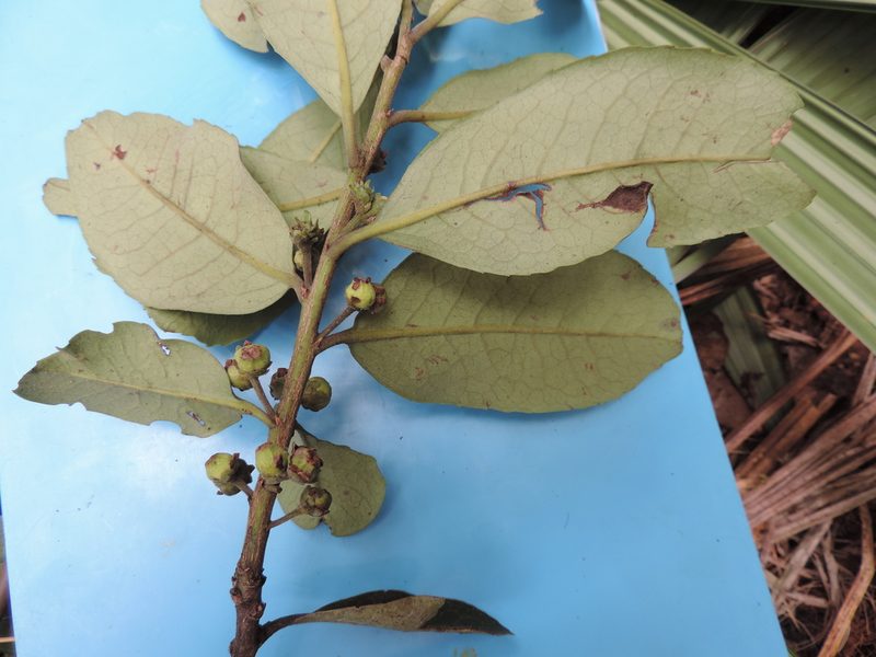 Ilex nervosa, photographed by Nicolás Baresch Uribe