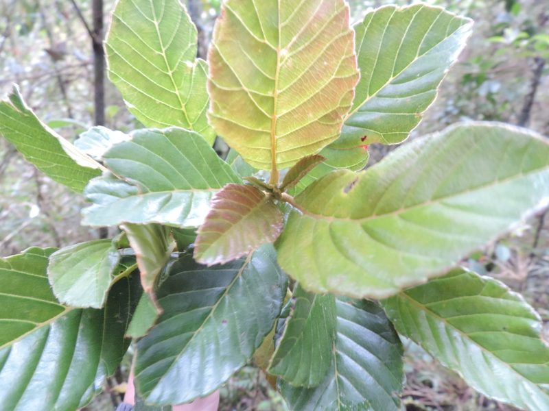Clethra fagifolia, photographed by Nicolás Baresch Uribe