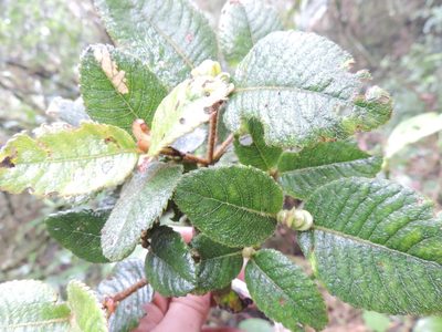 Weinmannia rollottii, photographed by Nicolás Baresch Uribe