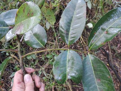 Zanthoxylum quinduense, photographed by Nicolás Baresch Uribe