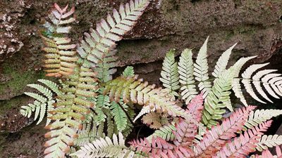 Dryopteris erythrosora, photographed by mcdaver