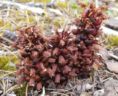 Kopsiopsis hookeri, photographed by Gail A Baker