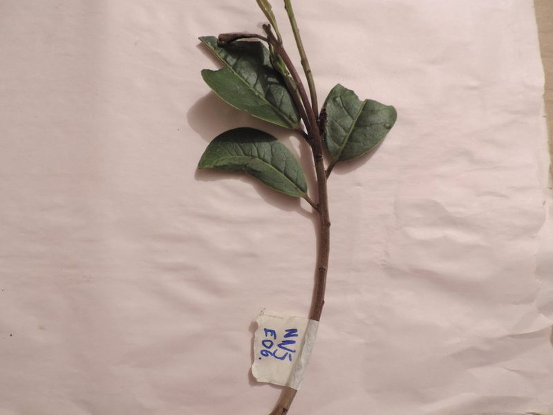Ilex obtusata, photographed by Nicolás Baresch Uribe