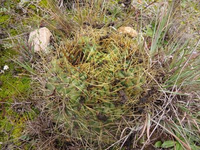 Matucana aureiflora, photographed by Manuel Roncal