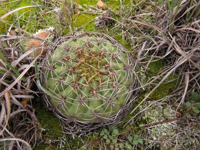 Matucana aureiflora, photographed by Manuel Roncal