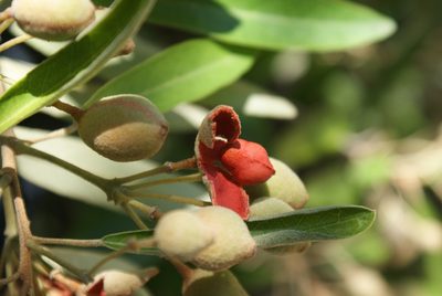 Morisonia ferruginea, photographed by Yolanda M. Leon