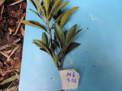 Myrcianthes orthostemon, photographed by Nicolás Baresch Uribe