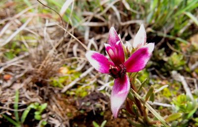 Krameria lappacea, photographed by Manuel Roncal