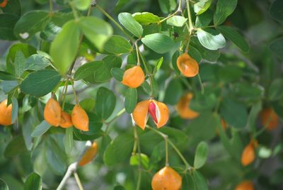 Guaiacum officinale, photographed by Yolanda M. Leon