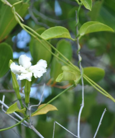 Echites umbellatus, photographed by Yolanda M. Leon