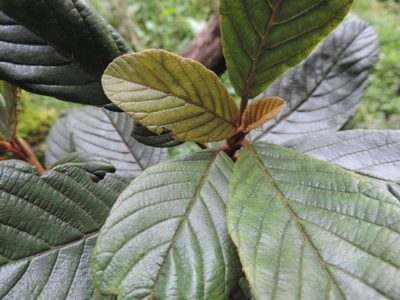 Clethra rugosa, photographed by Nicolás Baresch Uribe