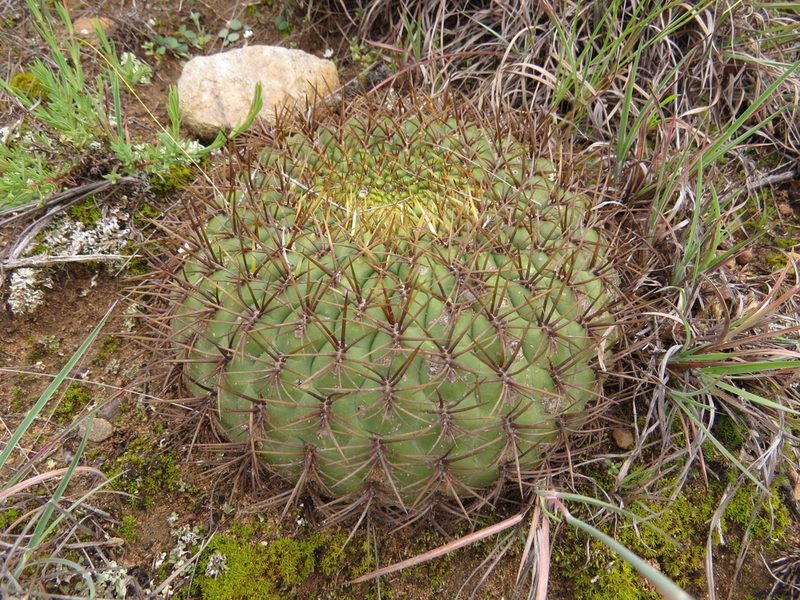 Matucana aureiflora, photographed by Manuel Roncal