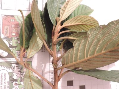 Clethra rugosa, photographed by Nicolás Baresch Uribe