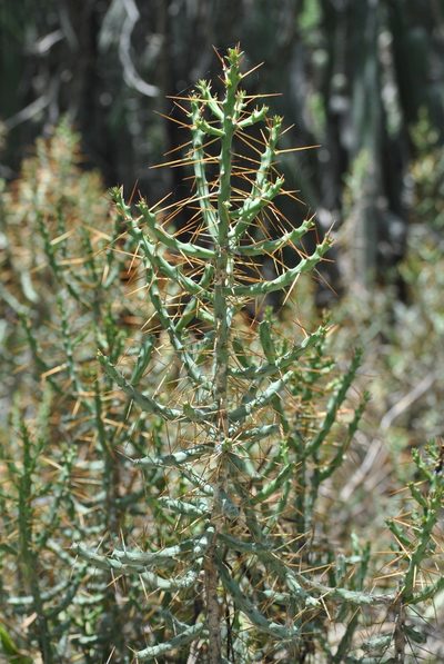 Cylindropuntia caribaea, photographed by Yolanda M. Leon