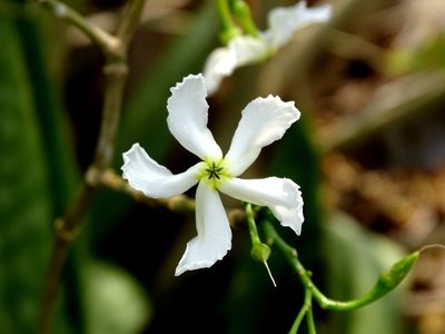 Tabernaemontana amygdalifolia, photographed by Alexis López Hernández