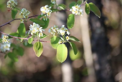 Amelanchier humilis, photographed by Henry "Nick" Robertson