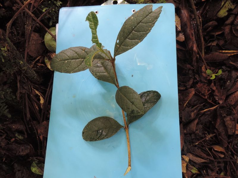 Citharexylum reticulatum, photographed by Nicolás Baresch Uribe