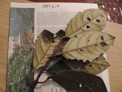 Hieronyma asperifolia, photographed by Nicolás Baresch Uribe