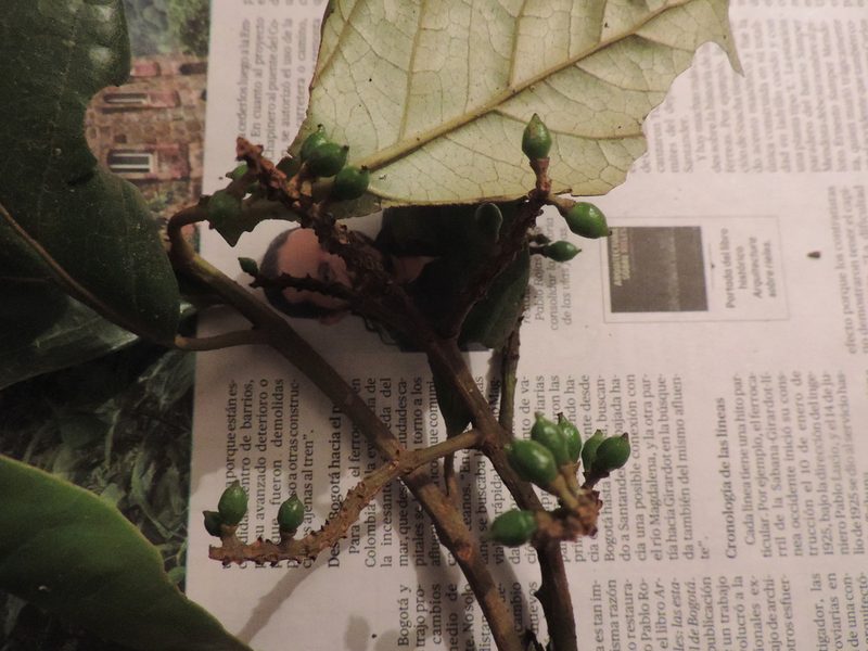 Hieronyma asperifolia, photographed by Nicolás Baresch Uribe