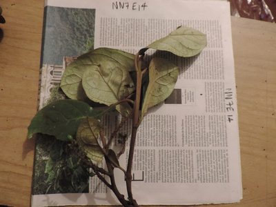 Hieronyma asperifolia, photographed by Nicolás Baresch Uribe