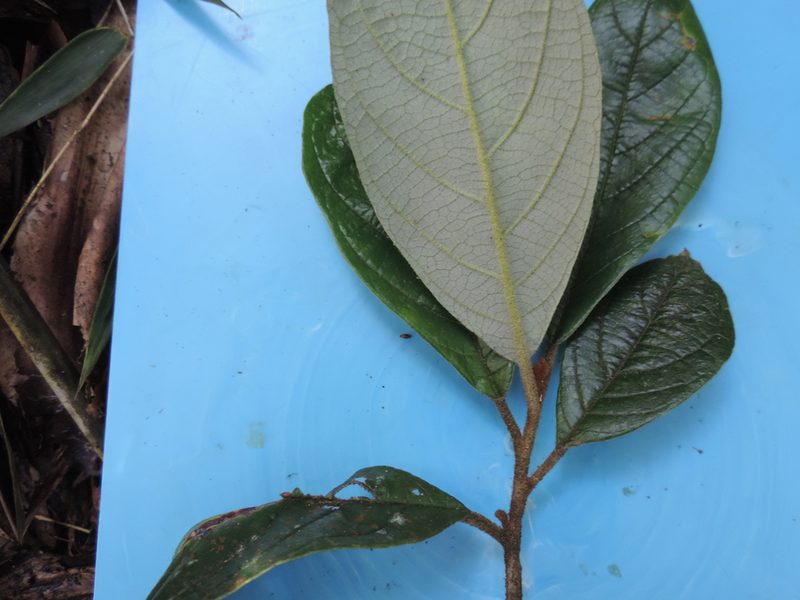 Critoniopsis lindenii, photographed by Nicolás Baresch Uribe
