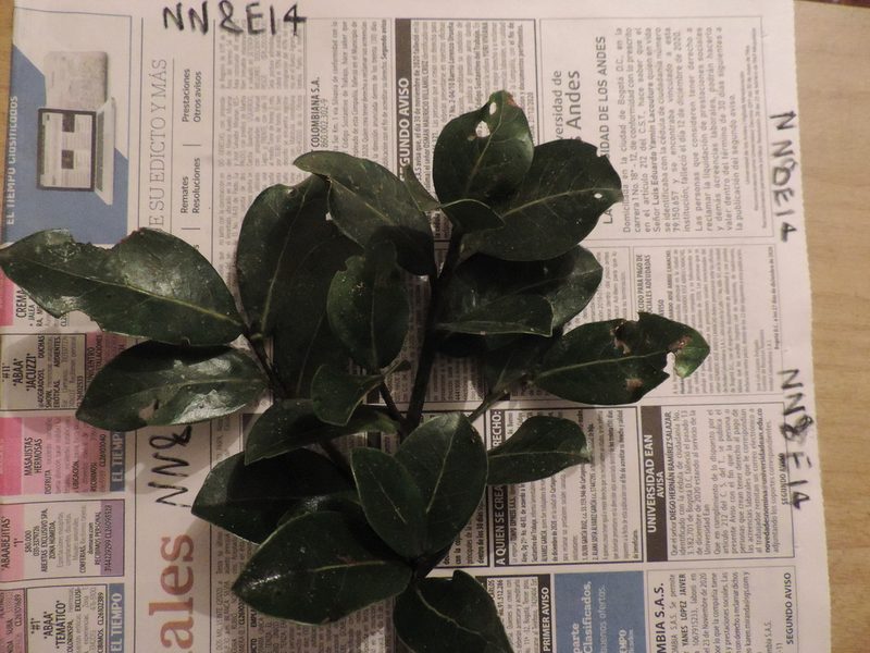 Aiouea dubia, photographed by Nicolás Baresch Uribe