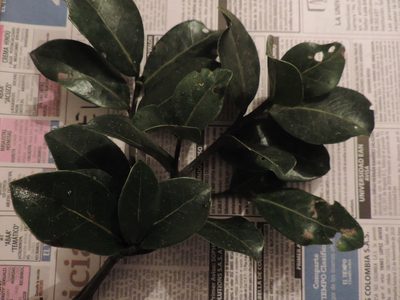Aiouea dubia, photographed by Nicolás Baresch Uribe