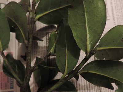 Aiouea dubia, photographed by Nicolás Baresch Uribe