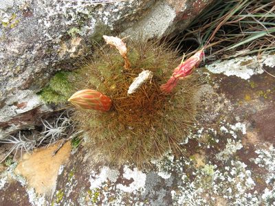 Matucana aurantiaca, photographed by Manuel Roncal