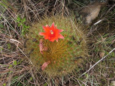 Matucana aurantiaca, photographed by Manuel Roncal
