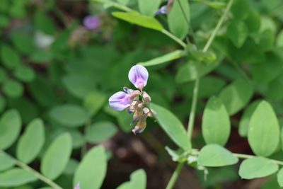 Lathyrus polyphyllus, photographed by Don Johnston