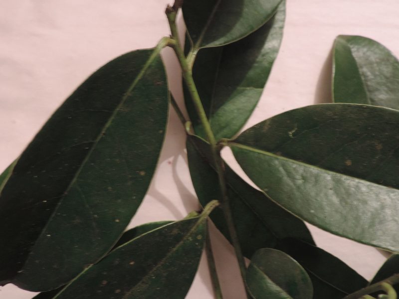 Daphnopsis caracasana, photographed by Nicolás Baresch Uribe