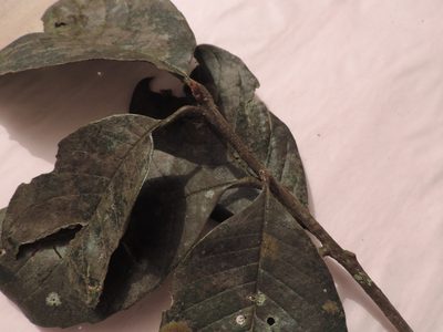 Ilex obtusata, photographed by Nicolás Baresch Uribe