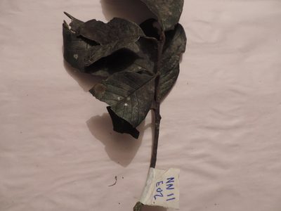 Ilex obtusata, photographed by Nicolás Baresch Uribe