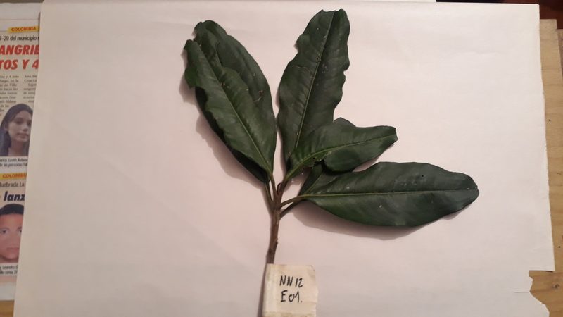 Geissanthus bogotensis, photographed by Nicolás Baresch Uribe