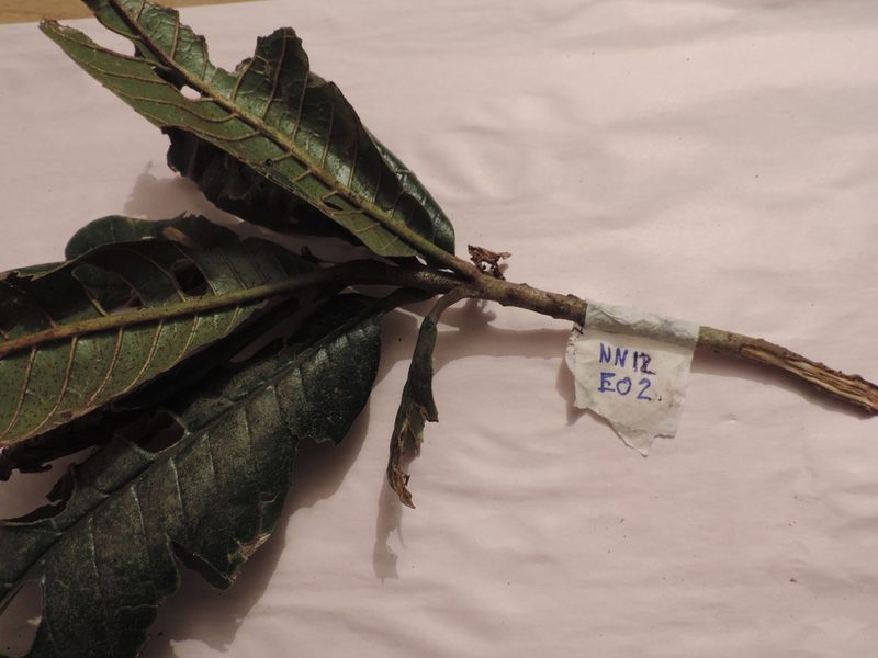 Meliosma frondosa, photographed by Nicolás Baresch Uribe