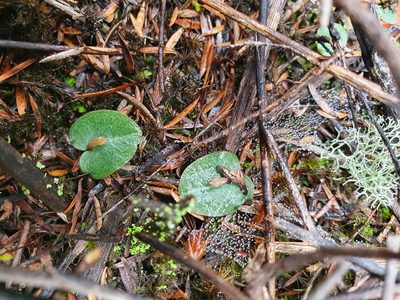 Corybas rotundifolius, photographed by Kate McAlpine