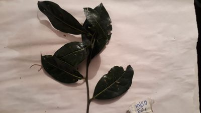Aiouea dubia, photographed by Nicolás Baresch Uribe