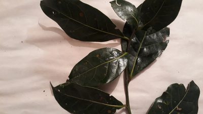 Aiouea dubia, photographed by Nicolás Baresch Uribe