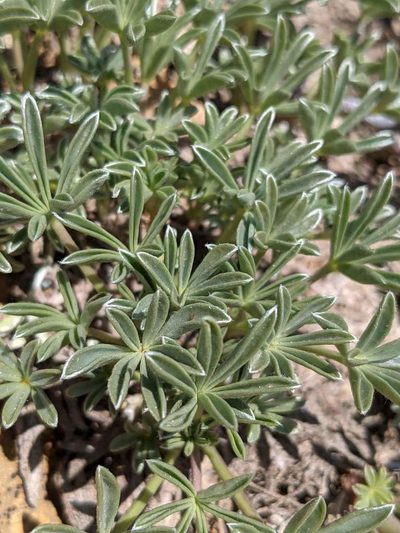 Lupinus lapidicola, photographed by Trevor Van Loon