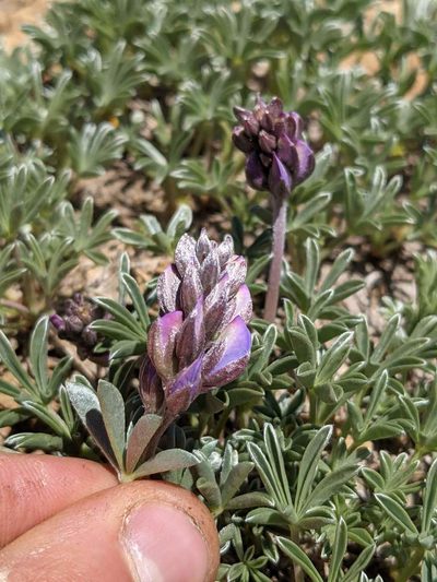 Lupinus lapidicola, photographed by Trevor Van Loon