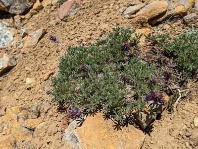Lupinus lapidicola, photographed by Trevor Van Loon
