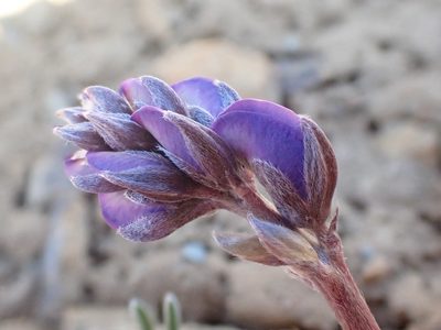 Lupinus lapidicola, photographed by Trevor Van Loon