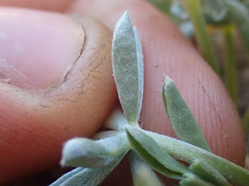 Lupinus lapidicola, photographed by Trevor Van Loon