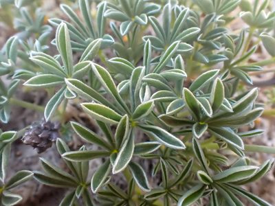 Lupinus lapidicola, photographed by Trevor Van Loon