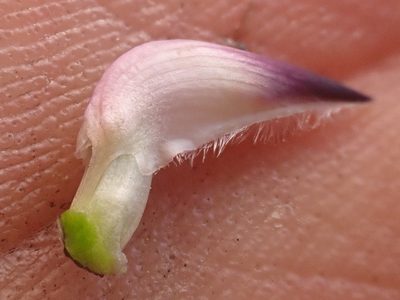 Lupinus lapidicola, photographed by Trevor Van Loon
