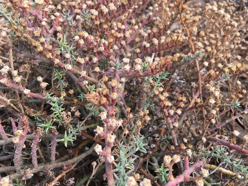 Mesembryanthemum granulicaule, photographed by Miguel de Salas