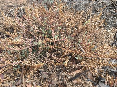 Mesembryanthemum granulicaule, photographed by Miguel de Salas